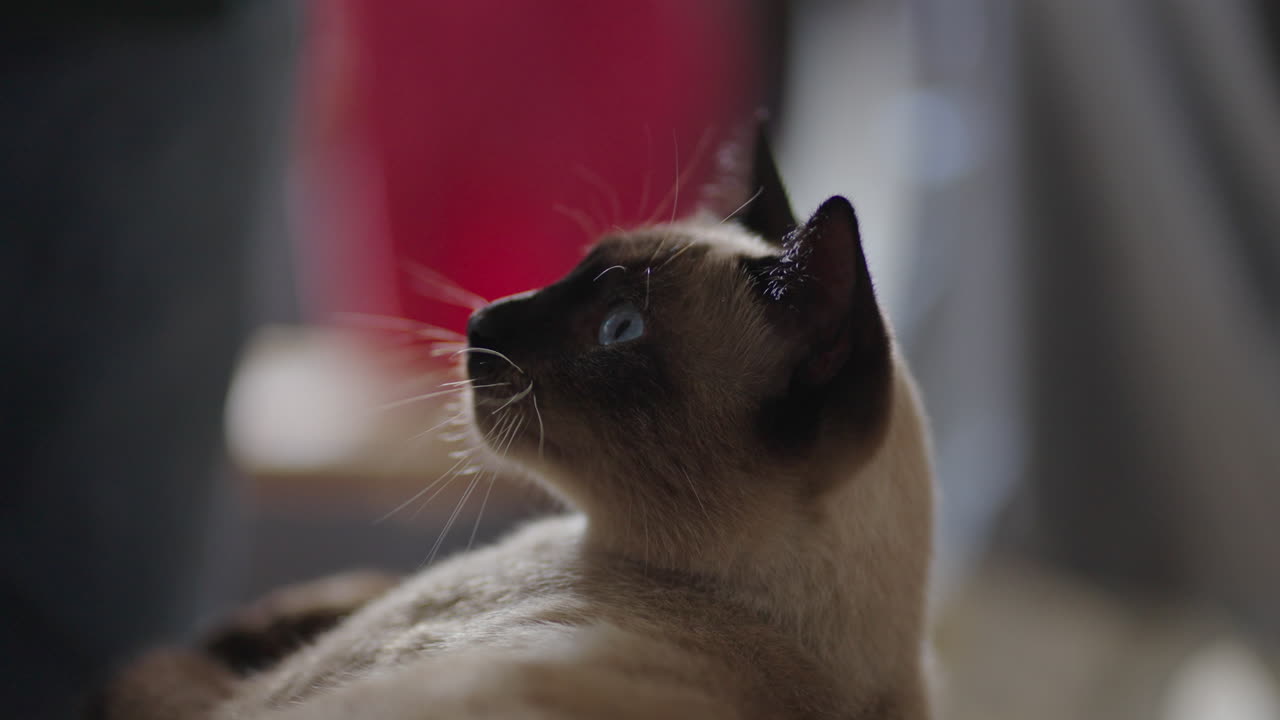 Close-up of adorable domestic cat yawning while resting comfortably