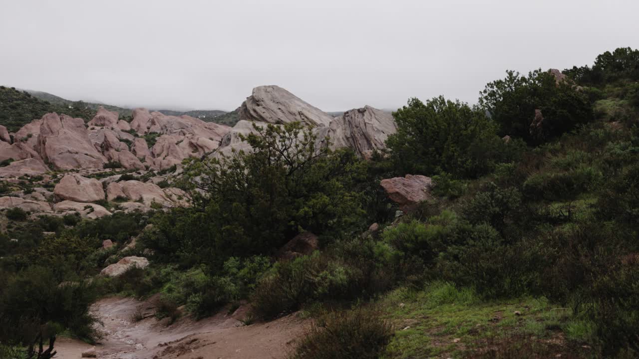 dripping wet evergreen in vasquez rocks natural area in agua dulce california overcast sky 60fps