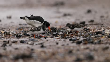 cazadores de ostras que se alimentan en la playa