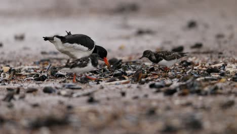 oystercatchers feeding on the beach