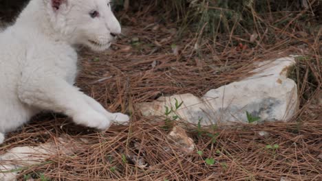 primer plano de un raro cachorro de león blanco