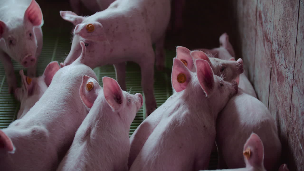 Group of Piglets in a Pen