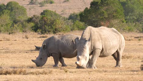 Mid-Shot-of-two-Black-Rhinos-feeding-on-the-African-plains-in-UHD