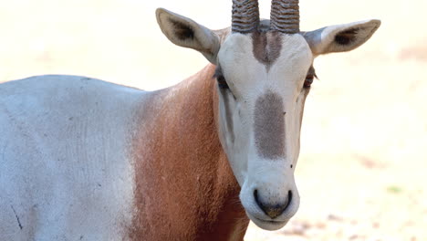 an oryx in a safari