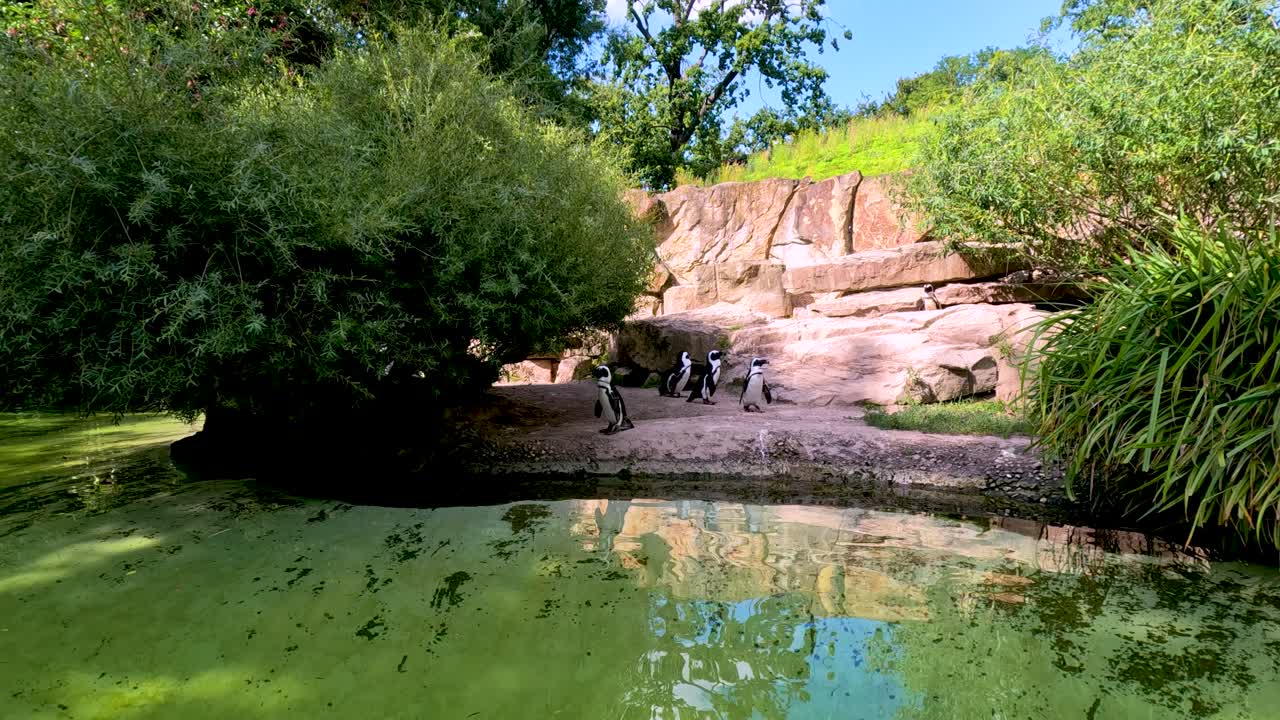 A group of penguins gathers at the edge of a green pool, then enters the water in a lush, sunlit zoo environment with natural landscaping