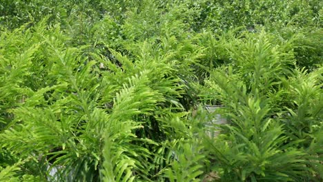 plantas verdes en un vivero