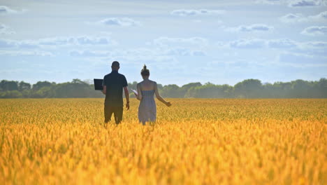 two researchers going away in wheat field. agro scientists working in field