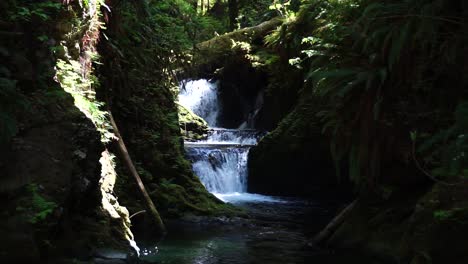 A-small-waterfall-in-the-Olympic-National-Forest-leading-to-Lake-Quinault,-green-moss-and-ferns,-rocks,-reflections