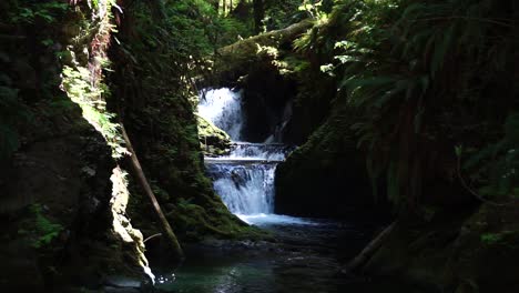 una pequeña cascada en el bosque nacional olímpico que conduce al lago quinault, musgo verde y helechos, rocas, reflejos