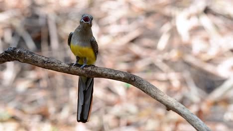 el trogón de pecho naranja es un ave confiada de tamaño mediano que se encuentra en tailandia