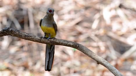 the orange-breasted trogon is a confiding medium size bird found in thailand