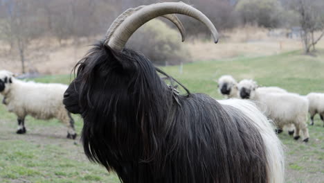 Valais-Blackneck-goat-stands-out-among-sheep-in-a-lush-meadow,-showcasing-its-distinctive-black-and-white-coat