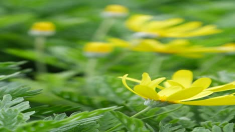 close-up of yellow flowers in bloom