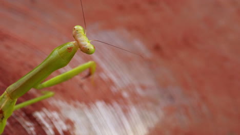 praying mantis green insect cleaning itself while sits on a drum plate dirty of mud