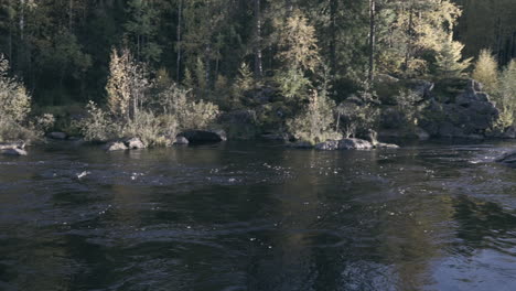 Slow-motion,-pan-shot-of-a-Ala-koitajoki-river,-pamilonkoski-rapids-and-nature-in-fall-colors,-on-a-cold-autumn-day,-in-Joensuu,-Pohjois-Karjala,-Finland