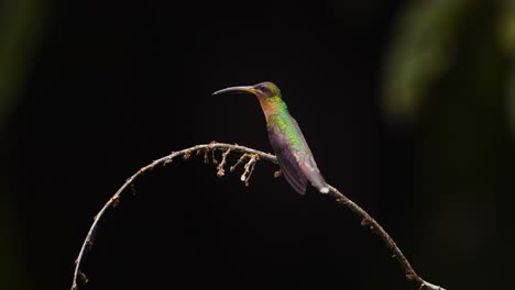 rufous-breasted hermit humming bird perched on slender branch scans the rainforest, then lifts off in peru amazon.
