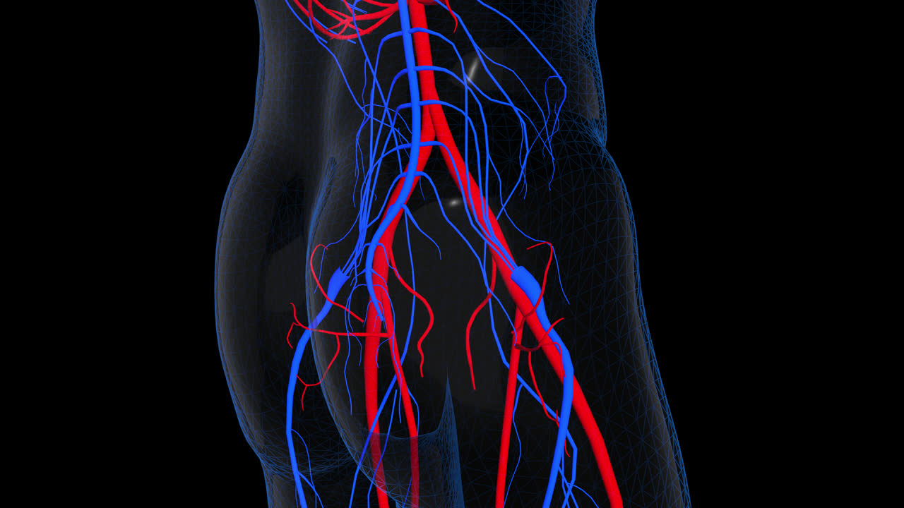 Human vascular system anatomy of the hip and lower back region