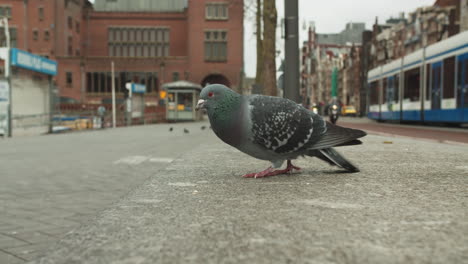 rock dove pecking food on sidewalk with tram and cars on road in the background in amsterdam, netherlands