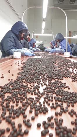 transformación industrial de bayas congeladas
