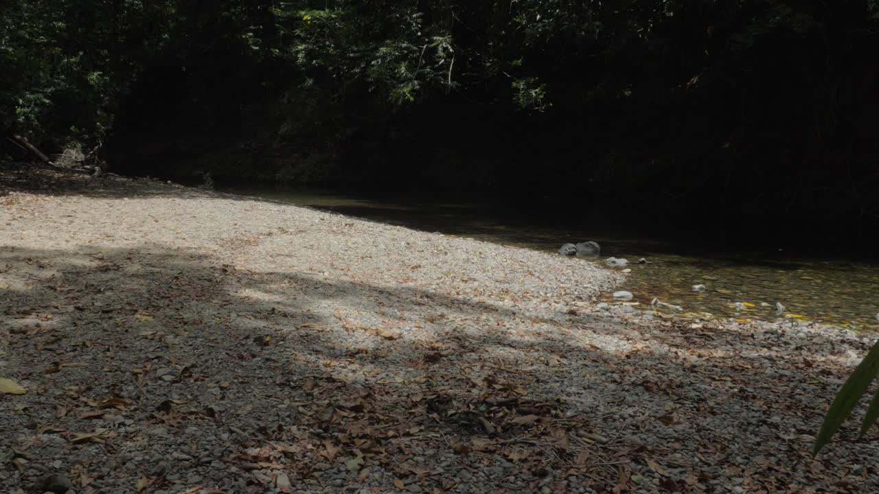 케이프 트러블레이션, 퀸즐랜드, 호주의 엠마겐 크릭이 있는 평화로운 열대우림