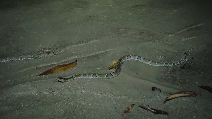 Southern American Lancehead (Bothrops jararaca) slithers across the sandy ground at night in the Cerrado e faunas no Brasil, displaying its distinctive triangular camouflage patterns