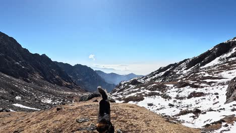 hiking the high himalayas with a local shepherd dog