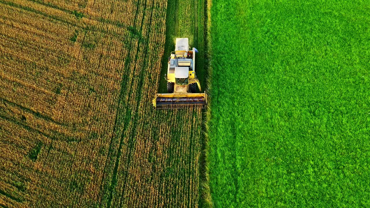 Vista aerea di una mietitrebbia che raccoglie chicchi di grano nel serbatoio mentre percorre il bordo di un campo di grano.