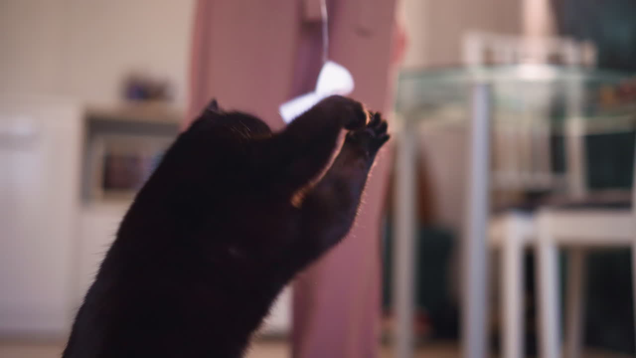 Energetic Cat Enthusiastically Chases Toy, Active Cat Enthusiastically Engages In Toy Playing And Jumping Behavior, Vigorous Black Cat Joyfully Leaps And Bats At Toy Amidst Lively Activity