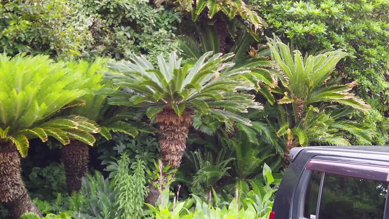 paisaje de jardín botánico con atractivas cycas revoluta japonesas o palma de sagú