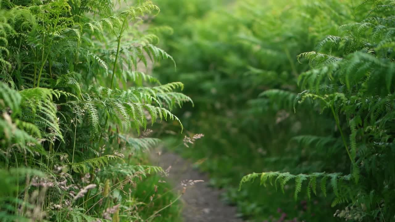Fronde di felce lussureggianti di verde brillante in un campo