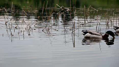 Stockenten-Am-Ufer-Des-Sees