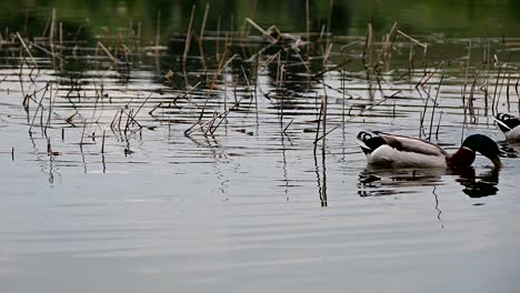 patos mallard cerca de la orilla del lago