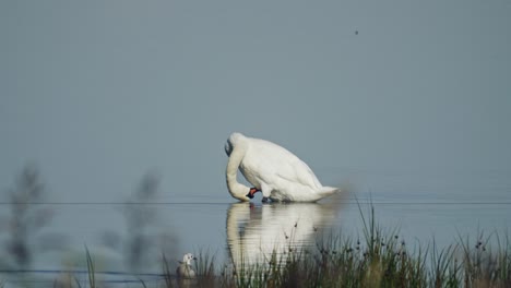 Schöner-Weißer-Schwan,-Der-Seine-Federn-Im-Seichten-Wasser-Des-Feuchtgebiets-Vejlerne-Putzt