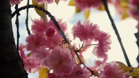 Fesselnde-Aufnahme,-Die-Die-Zarten-Rosa-Kirschblüten-In-Voller-Blüte-Zeigt,-Mit-Sonnenlicht,-Das-Durch-Die-Weichen-Blütenblätter-Inmitten-Der-Leuchtend-Grünen-Blätter-Fällt