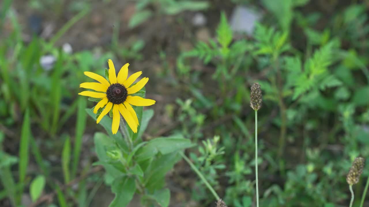 Still video of a lone Black Eyed Susan flower in a serene field in Kentucky on a windless day