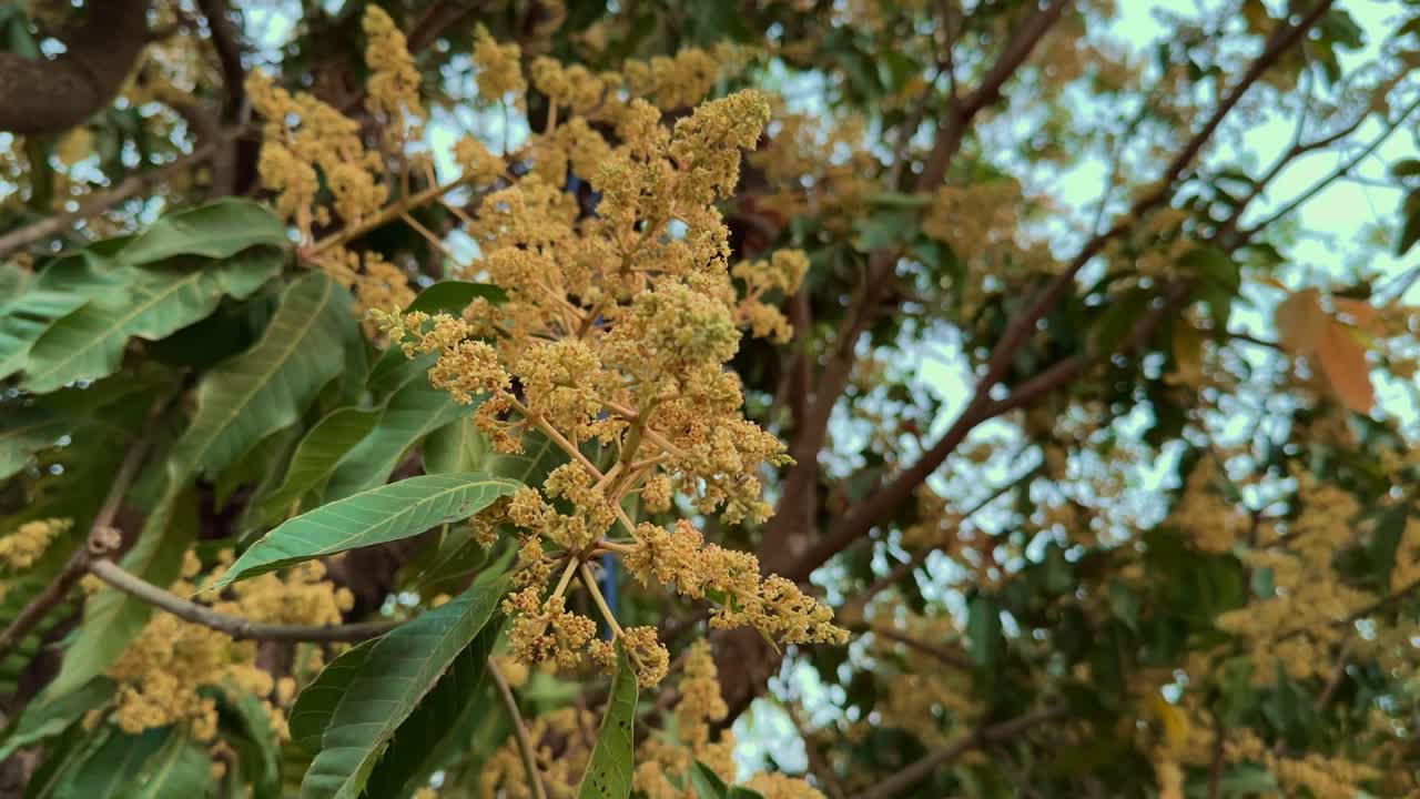 camera spins around the flower of mango, closup of mango branch filled with flowers