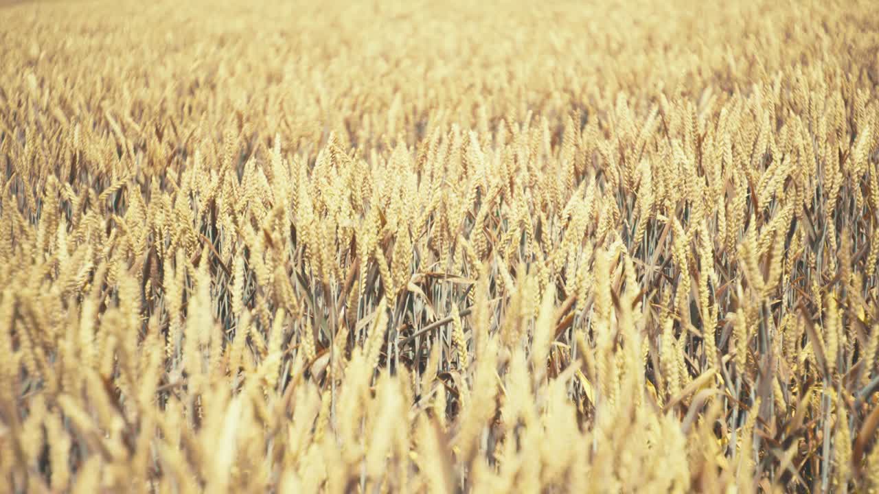 Golden wheat field in the sunshine, showcasing ripe grains ready for harvest. This close-up shot captures the beauty and abundance of nature, symbolizing growth, agriculture, and healthy living.
