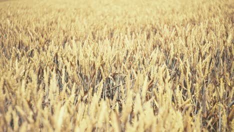 golden wheat field in the sunshine, showcasing ripe grains ready for harvest. this close-up shot captures the beauty and abundance of nature, symbolizing growth, agriculture, and healthy living.