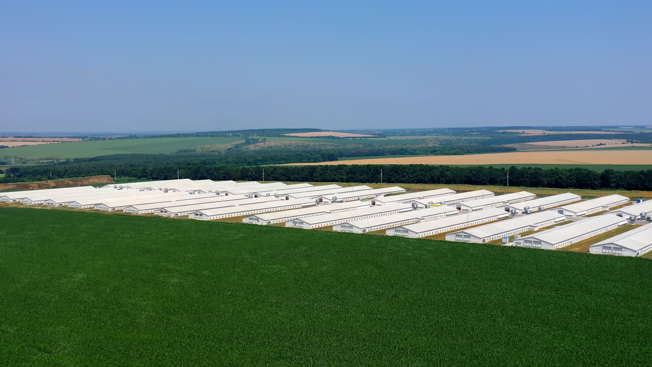 Contemporary farm on green field. Large territory of agribusiness with barnhouses on nature landscape. Aerial view.