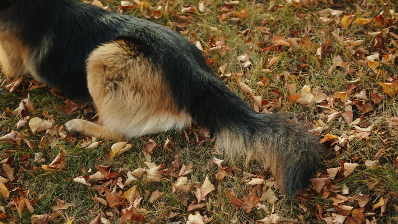 German Shepherd in Autumn Leaves