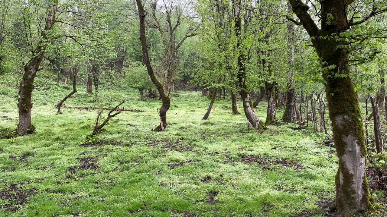 maravillosa vista panorámica de un hermoso viejo bosque verde en la temporada de primavera en el bosque de hyrcanian en irán el pueblo persa destino de vacaciones para el fin de semana en la selva del norte del mar caspio comida local sabrosa
