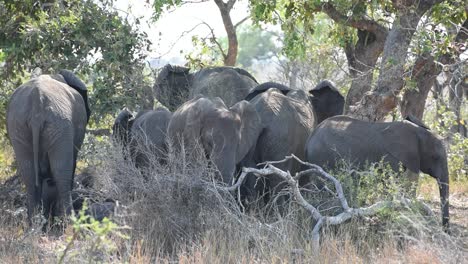 Breite-Aufnahme-Einer-Elefantenherde,-Die-Während-Der-Hitze-Des-Tages-Im-Krüger-Nationalpark-Im-Schatten-Steht