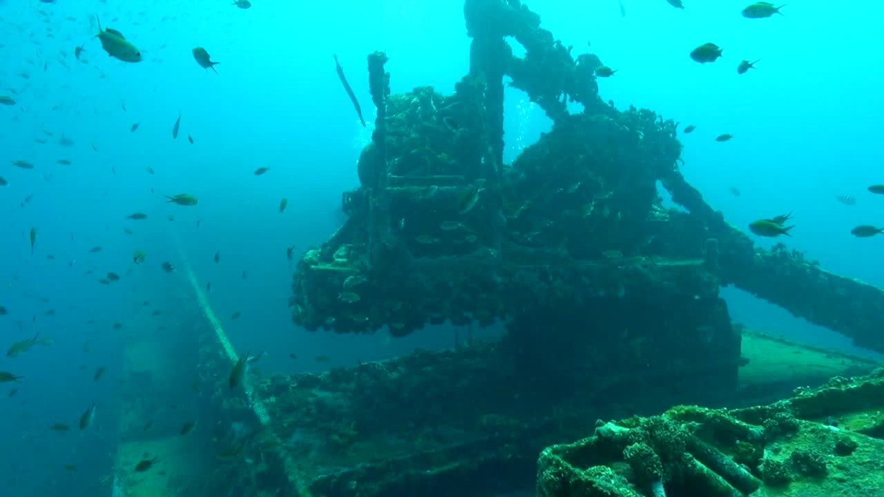 naufragio grulla y pescado