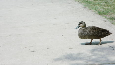 a duck waddling across a concrete path to grass