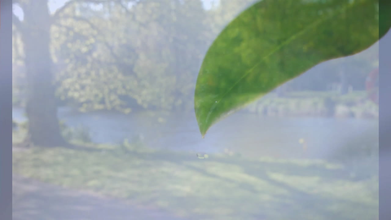 Leaf in foreground with animation, serene lake and trees in background