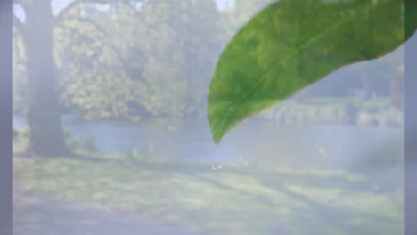 leaf in foreground with animation, serene lake and trees in background