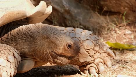 Moviendo-Su-Cabeza-Hacia-Abajo-Y-Moviendo-La-Boca-Mientras-Descansa,-Tortuga-Estimulada-Africana-Centrochelys-Sulcata,-áfrica