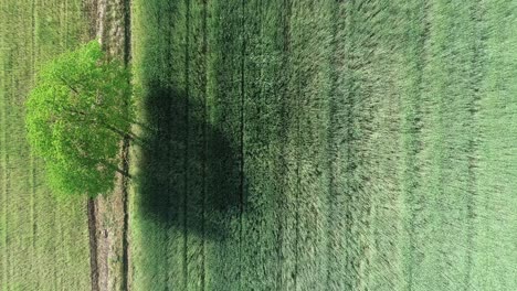 Primer-Plano-Aéreo-Del-Paisaje-Verde-Natural-Minimalista-De-Un-árbol-En-Una-Granja-De-Campo-Con-Luz-Suave