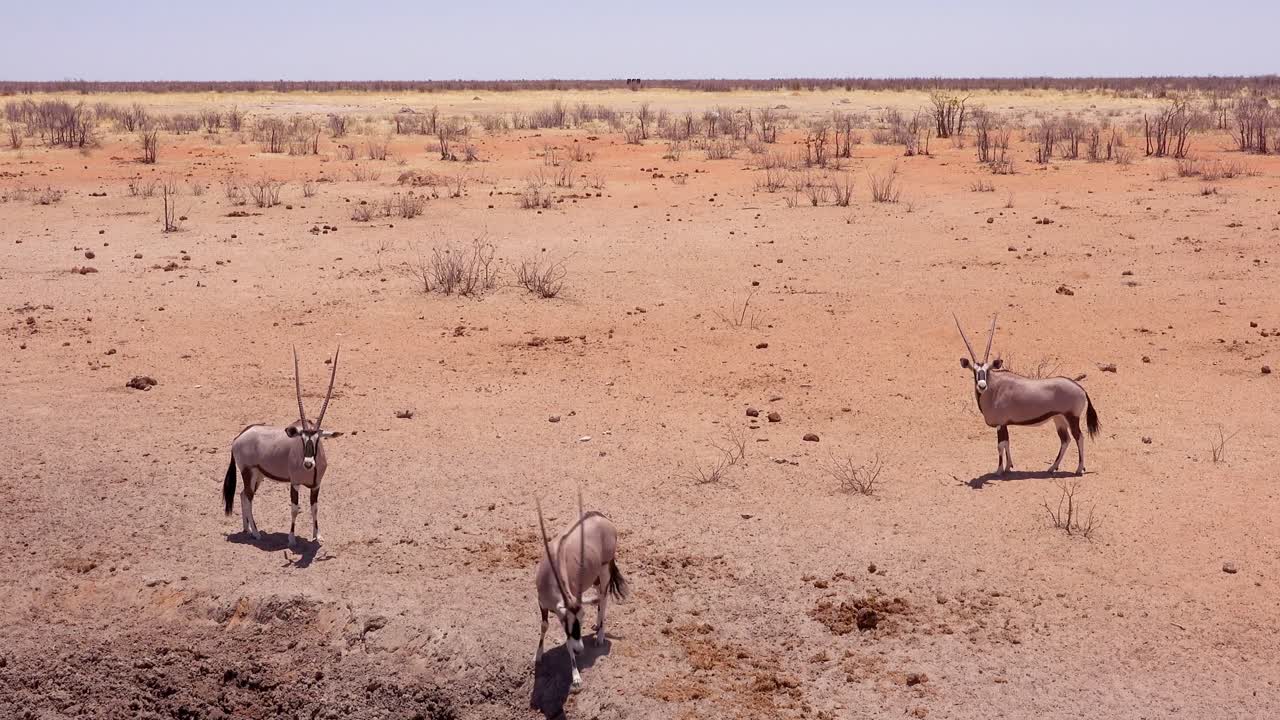 los antílopes oryx llegan a un abrevadero en el parque nacional de etosha namibia 1