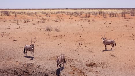 oryx-antilopen erreichen ein wasserloch im etosha-nationalpark, namibia 1